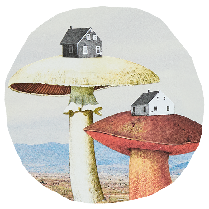 Mushroom kingdom